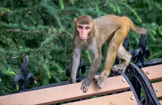 Jak ‌postupovat v případě‍ konfliktu rhesus