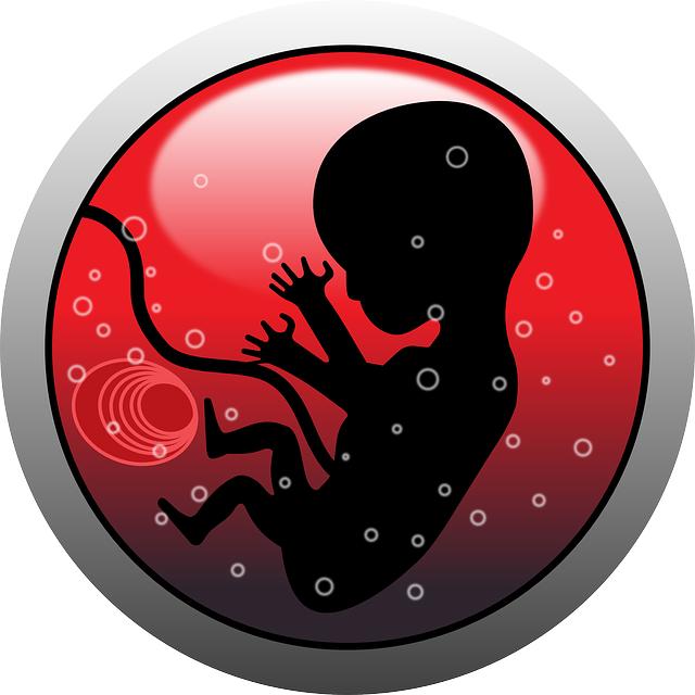 Jaké jsou hlavní biologické rozdíly mezi embryem a fetus?