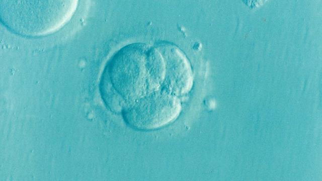 Asistovaný Hatching: Zvyšte Šance na Úspěšné IVF