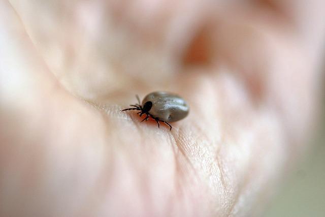 Diagnostika boreliozy u žen plánujících těhotenství