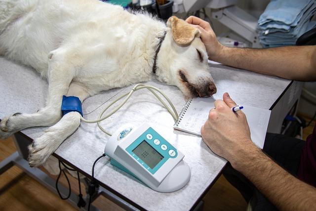 Spermiogram: Jak se připravit na vyšetření pro nejlepší výsledky!