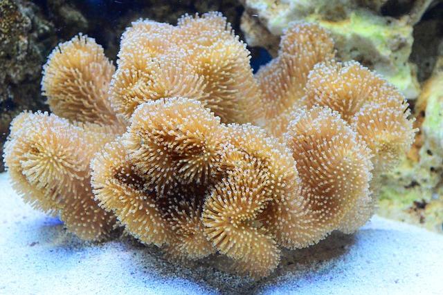 Polypy a ‌jejich typy: Jak ovlivňují vaši plodnost