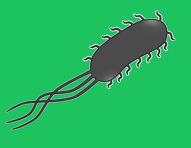 Úvod do problematiky Escherichia coli v pochvě