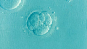 Výpočet porodu po IVF: Jak na to?