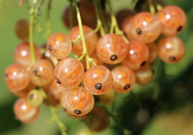 Antioxidanty v grepu: proč jsou důležité pro plodnost