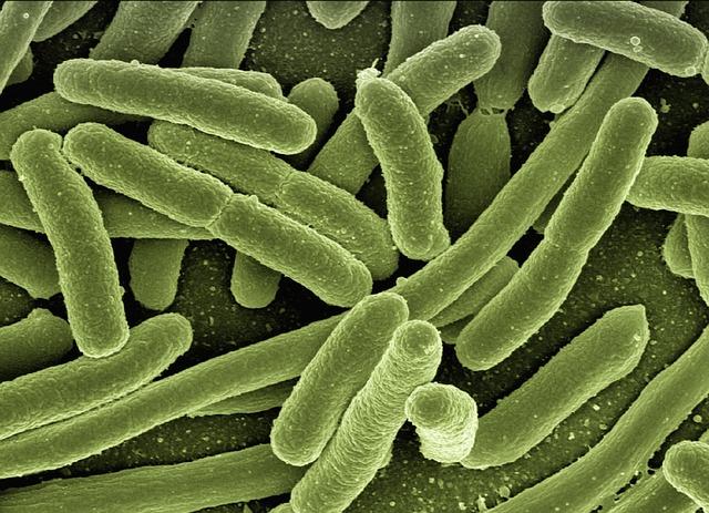 Escherichia coli v pochvě: Jak se chránit a léčit tuto bakterii