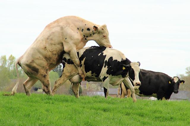 Příprava na inseminaci: Co je důležité vědět