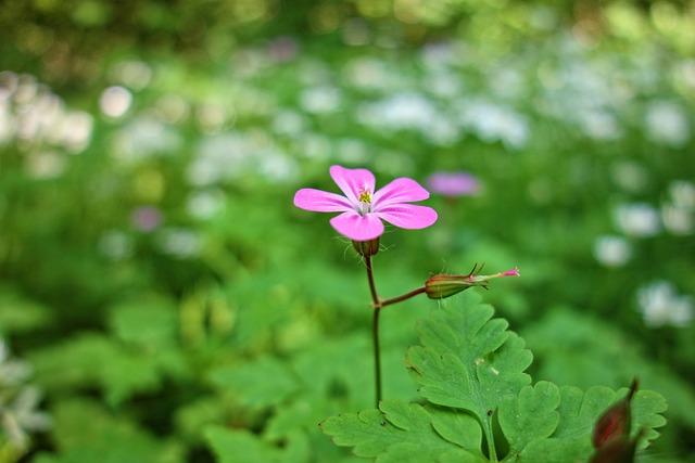 Nidační krvácení nebo menstruace: Jak rozpoznat rozdíl?