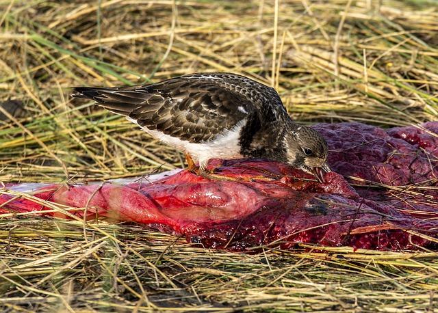 Placenta a Psychické Zdraví Maminek: Vliv na Emoce a Pohodu